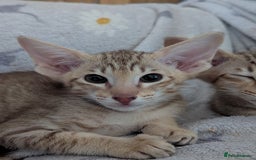 Oriental cats for sale: Stunning chocolate spotty girl - Image 1