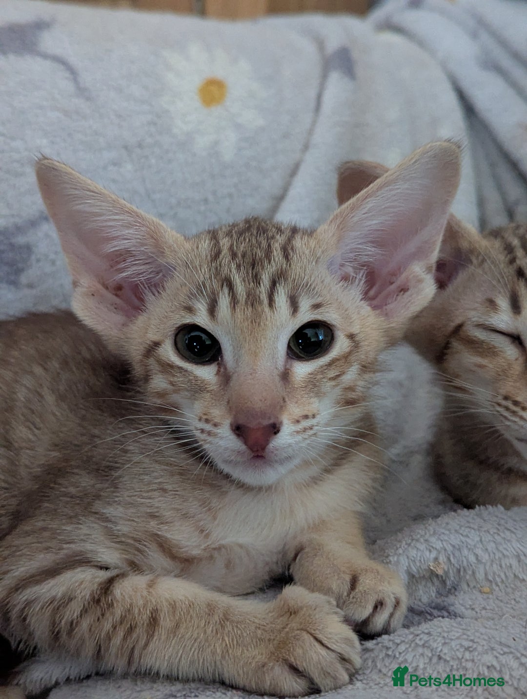 Oriental cats for sale: Stunning chocolate spotty girl - Image 1