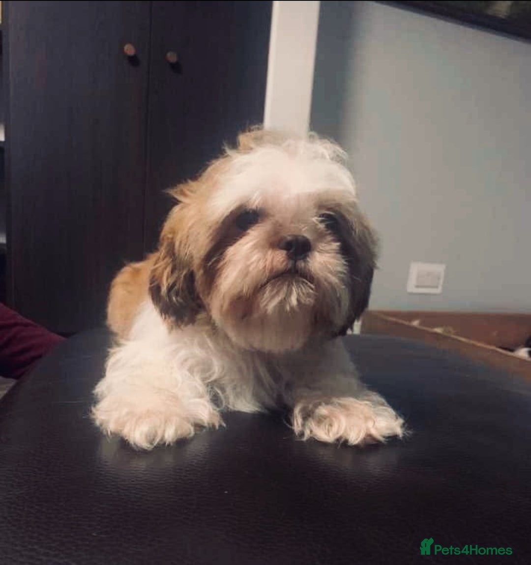 Shih Tzu dogs for sale: Imperial shih-tzu puppy’s for sale  - Image 7