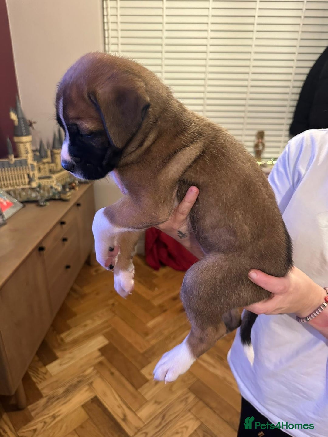 Mixed Breed dogs for sale: Boxador puppies - Advert 8