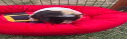 Guinea Pig rodents for sale: 3 Male guinea pigs  in Newark - Advert 3