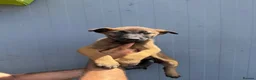 Belgian Shepherd Dog dogs for sale: Chunky WORKING LINE BELGIAN MALINOIS PUPPYS - Advert 4