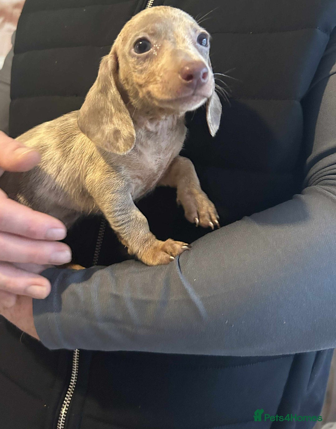 Miniature Dachshund dogs for sale: Miniature dachshund  - Advert 14