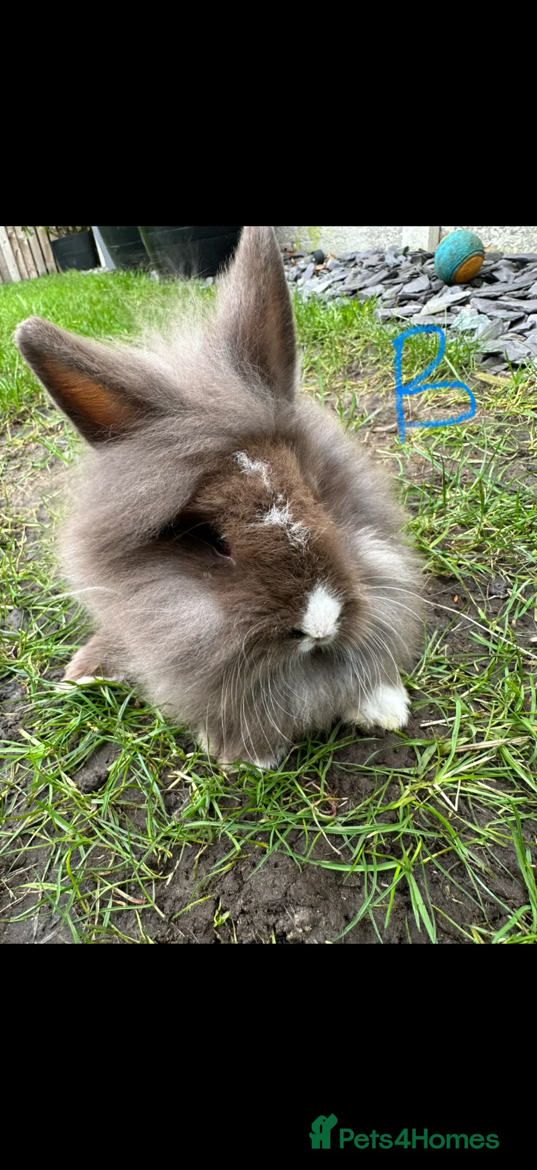 Mixed Breed rabbits for sale: Beautifull minni lop and lion head pair  in York - Advert 2