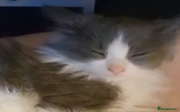 Ragdoll cats for sale: Ragdoll x - Image 2