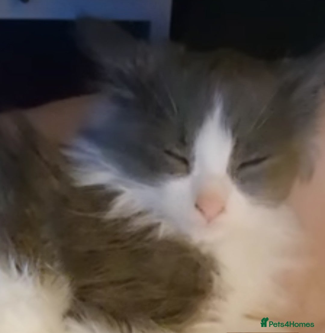 Ragdoll cats for sale: Ragdoll x - Image 2