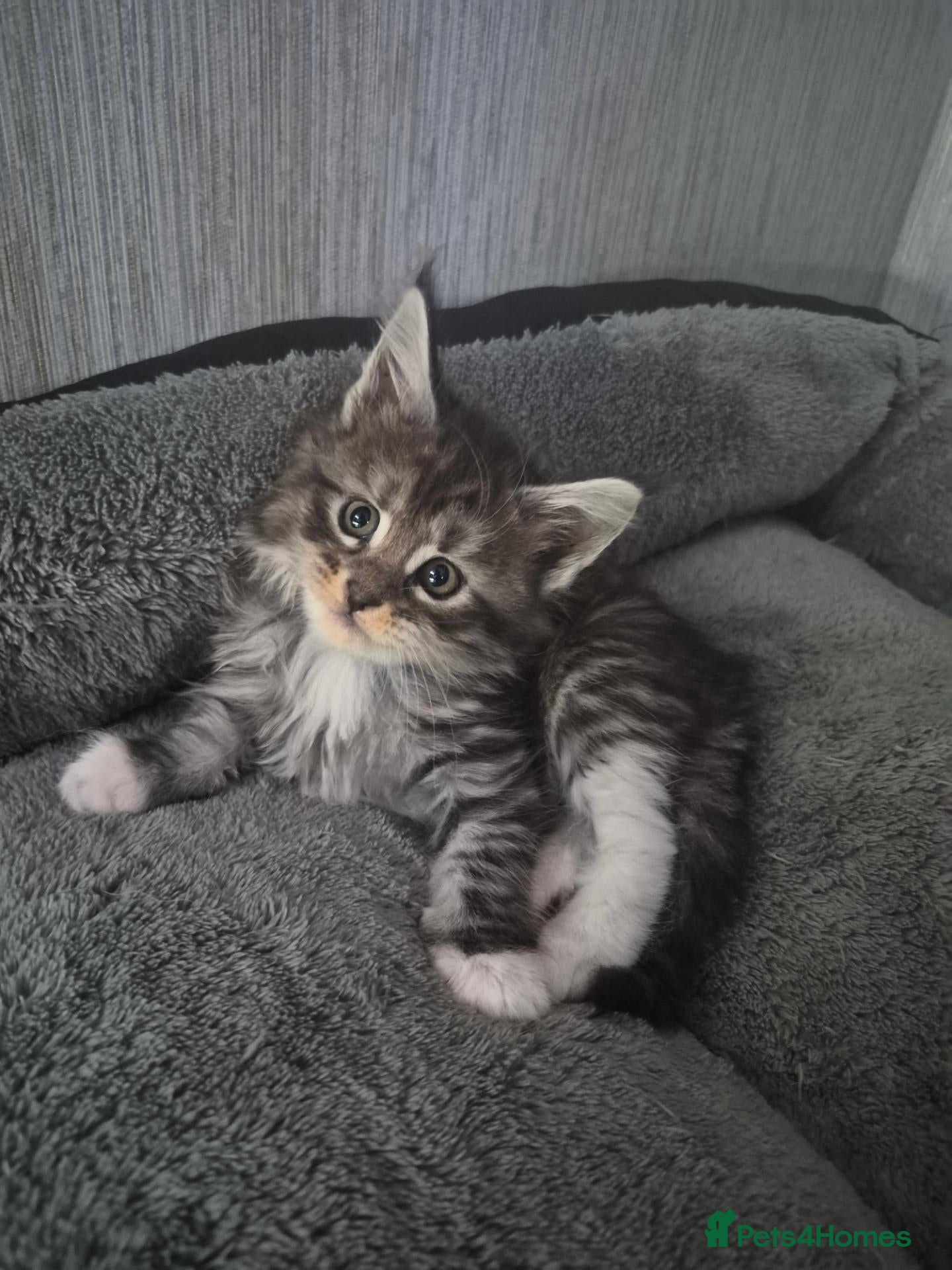 Maine Coon cats Beautiful Maine coon kitten girls  - Advert 1