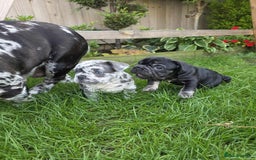 French Bulldog dogs for sale: French bulldog  - Image 5
