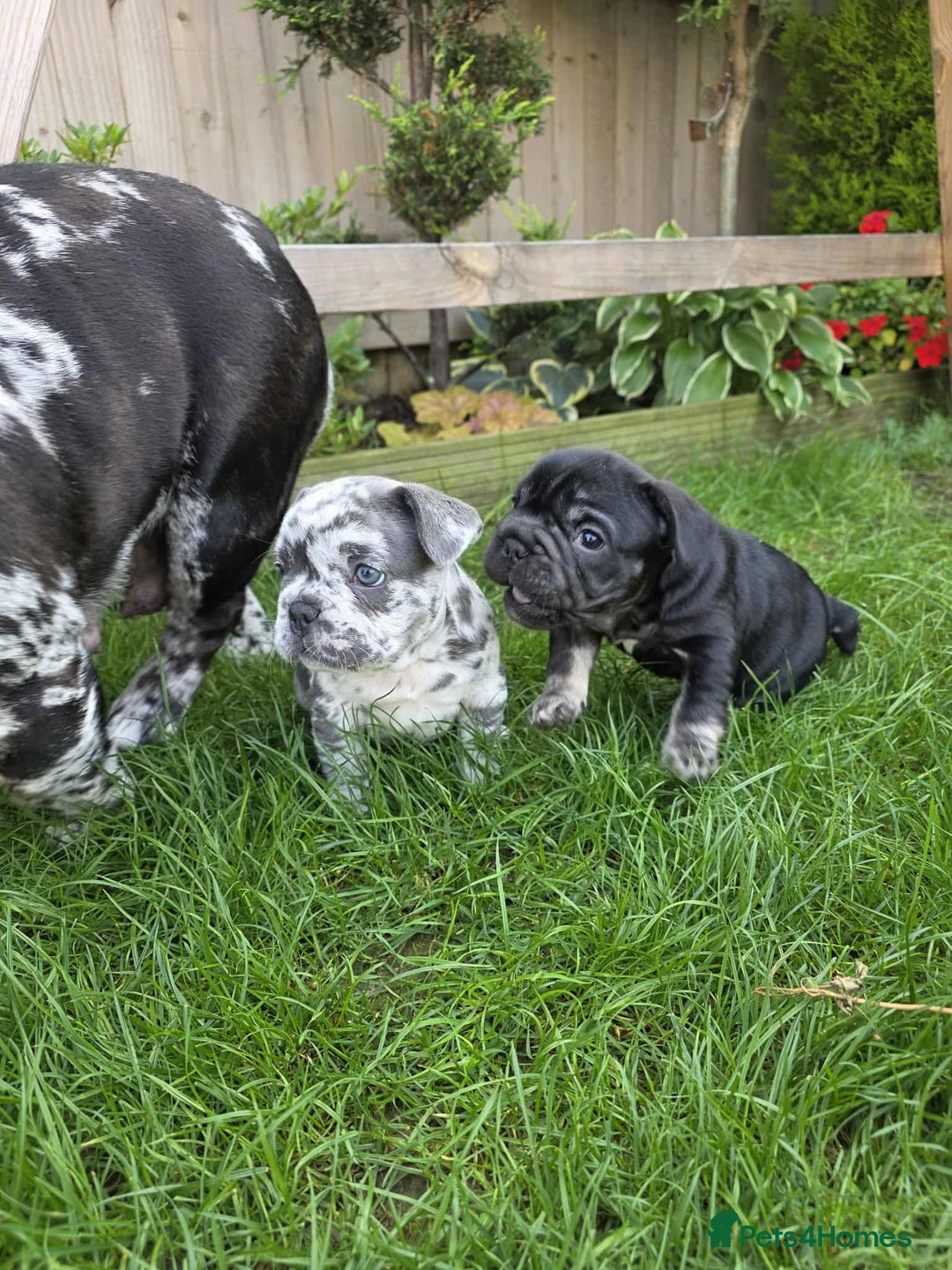 French Bulldog dogs for sale: French bulldog  - Image 5
