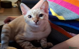 Bengal cats for sale: Prenium TICA registered Bengal Kittens - Image 7
