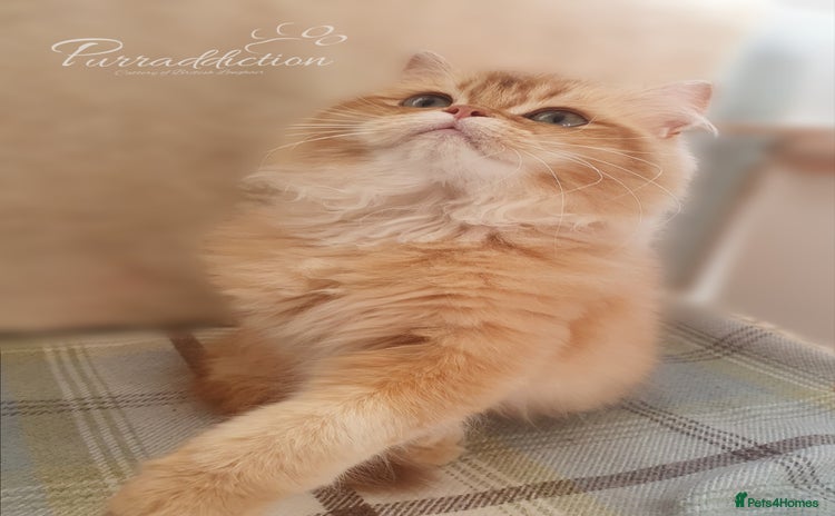 British Longhair cats - Advert 9