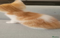 Mixed Breed cats for sale: Little kitten ready 10th August read listing  - Image 11