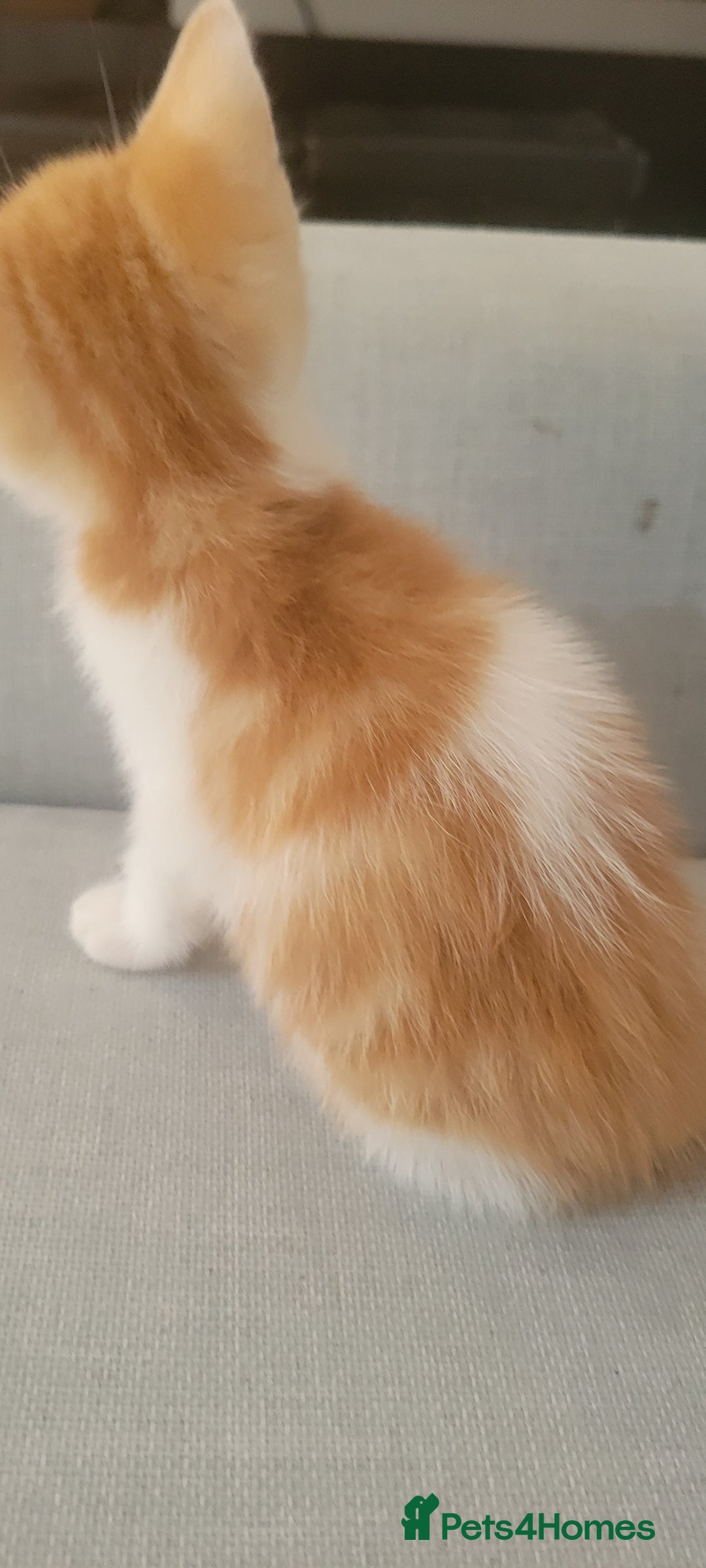 Mixed Breed cats for sale: Little kitten ready 10th August read listing  - Image 11