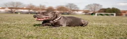 Staffordshire Bull Terrier dogs for sale: KC Registered Blue Staffy Puppies - Advert 13