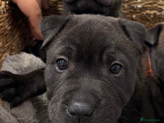 Shar Pei dogs Sharpeis 🐾 JUST MOOSE LEFT💙 - Advert 5