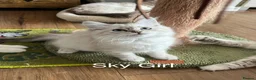 Siberian cats for sale: Amazing Siberian Neva Masquerade/Ragdoll kittens  - Advert 11