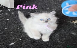Ragdoll cats for sale: Pure Ragdoll Kittens (Mitted) - Image 4