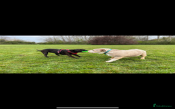 American Bully dogs for sale: One year old male Pocket Bully - Image 6