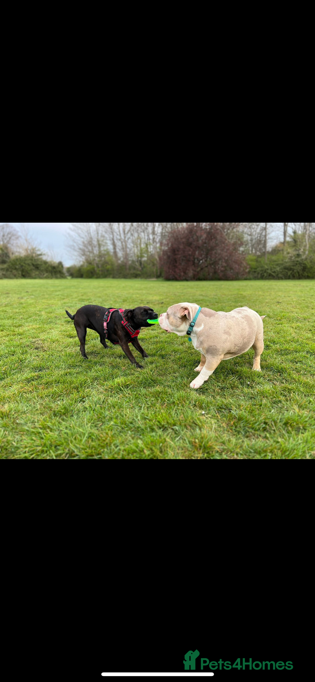 American Bully dogs for sale: One year old male Pocket Bully - Image 6