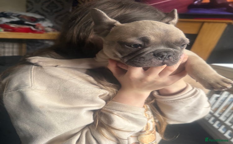 French Bulldog dogs - Advert 1