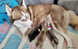 Siberian Husky dogs for sale: Best Quality Siberian Husky Puppies in Scotland - Image 30