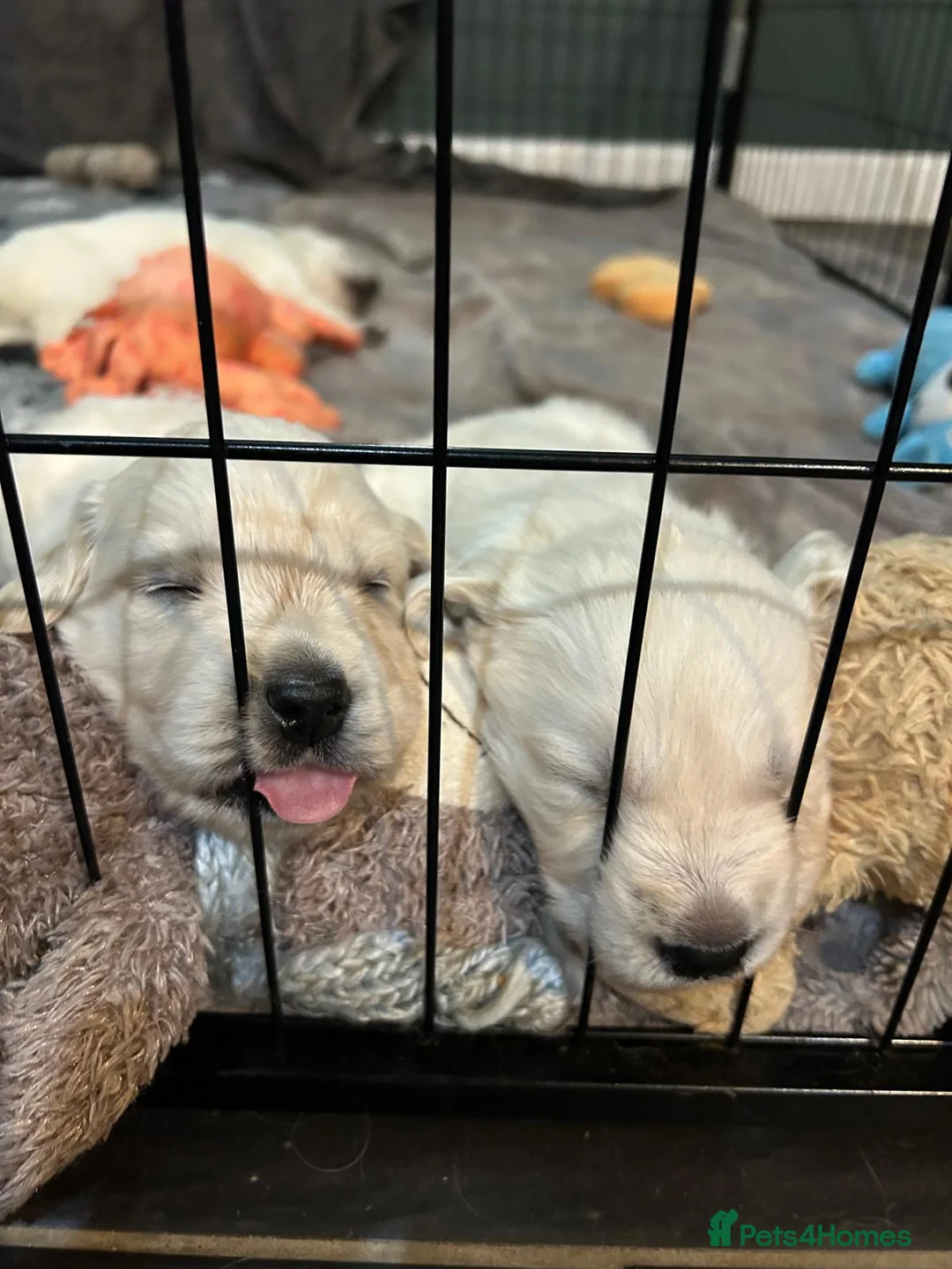 Golden Retriever dogs for sale: KC Champion Lines Golden Retriever pups - Advert 7