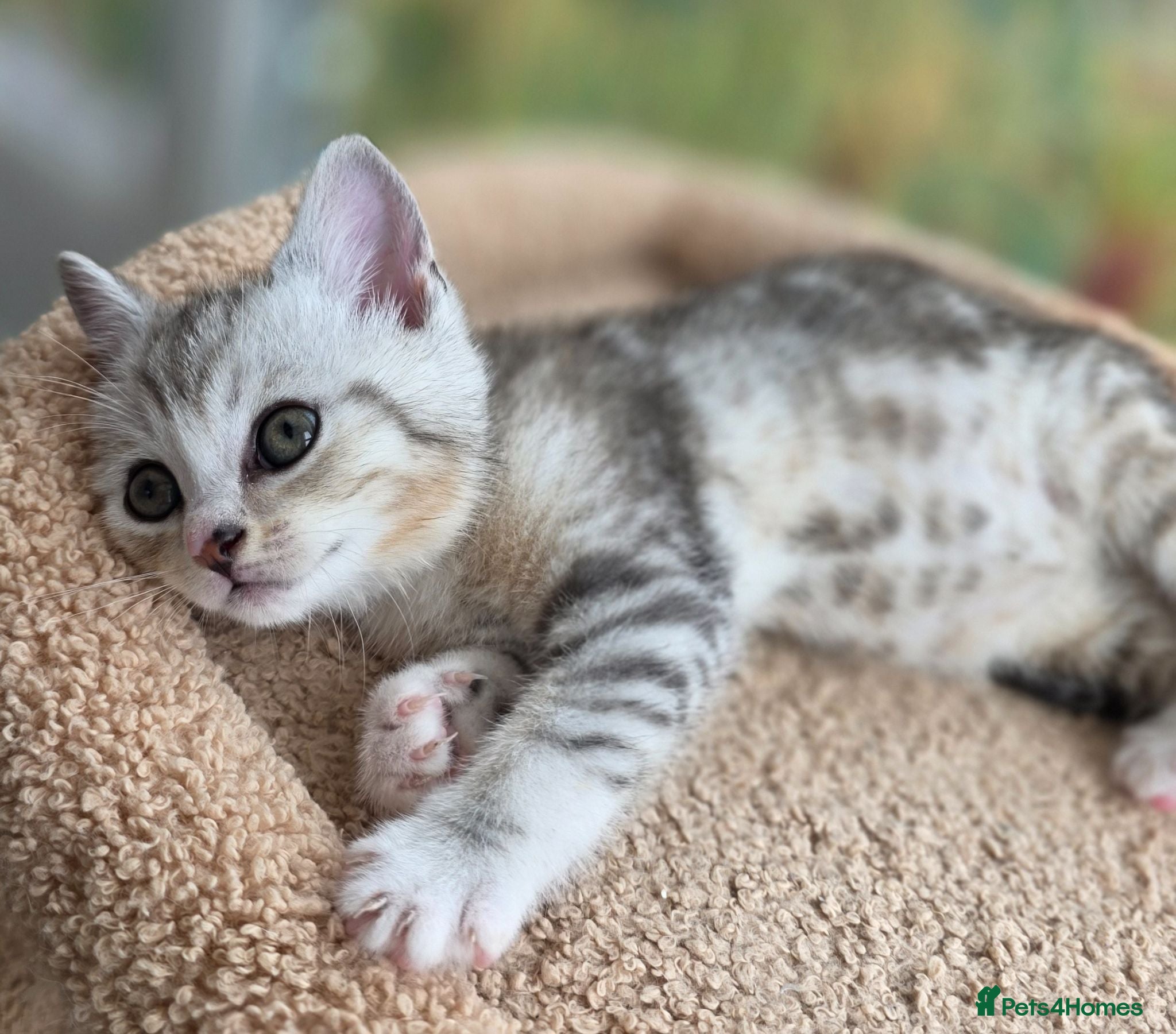 British Shorthair cats Gorgeous British Shorthair Cross kittens - Advert 2