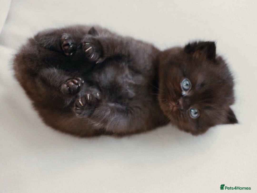 British Shorthair cats for stud: Blue British Shorthair - for stud duties  - Advert 7