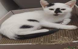 Mixed Breed cats for sale: Adorable Kittens  - Image 3