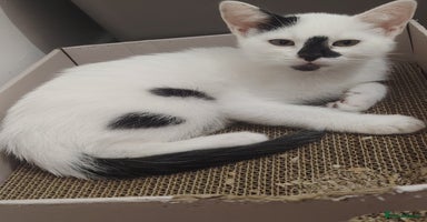Mixed Breed cats - Advert 16