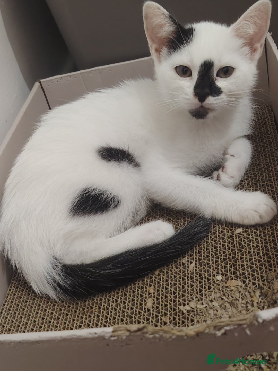Mixed Breed cats for sale: Adorable Kittens  - Image 3