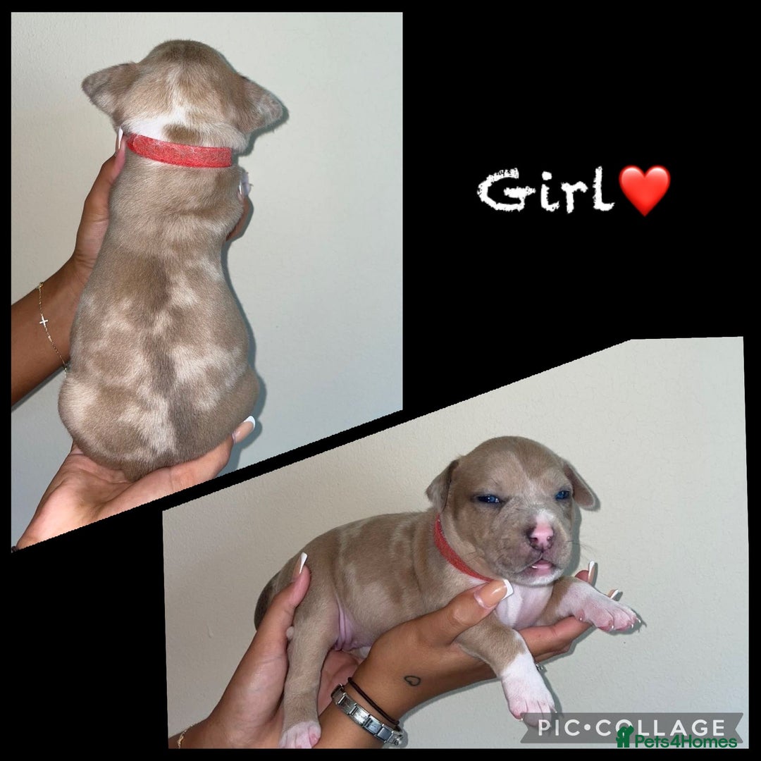 Mixed Breed dogs for sale: Ready to leave Staff x bulldog puppies  - Image 9