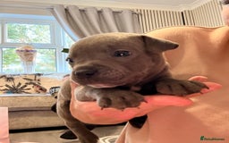 Staffordshire Bull Terrier dogs for sale: 🐾Beautiful chunky Staffies 🐾 - Image 11