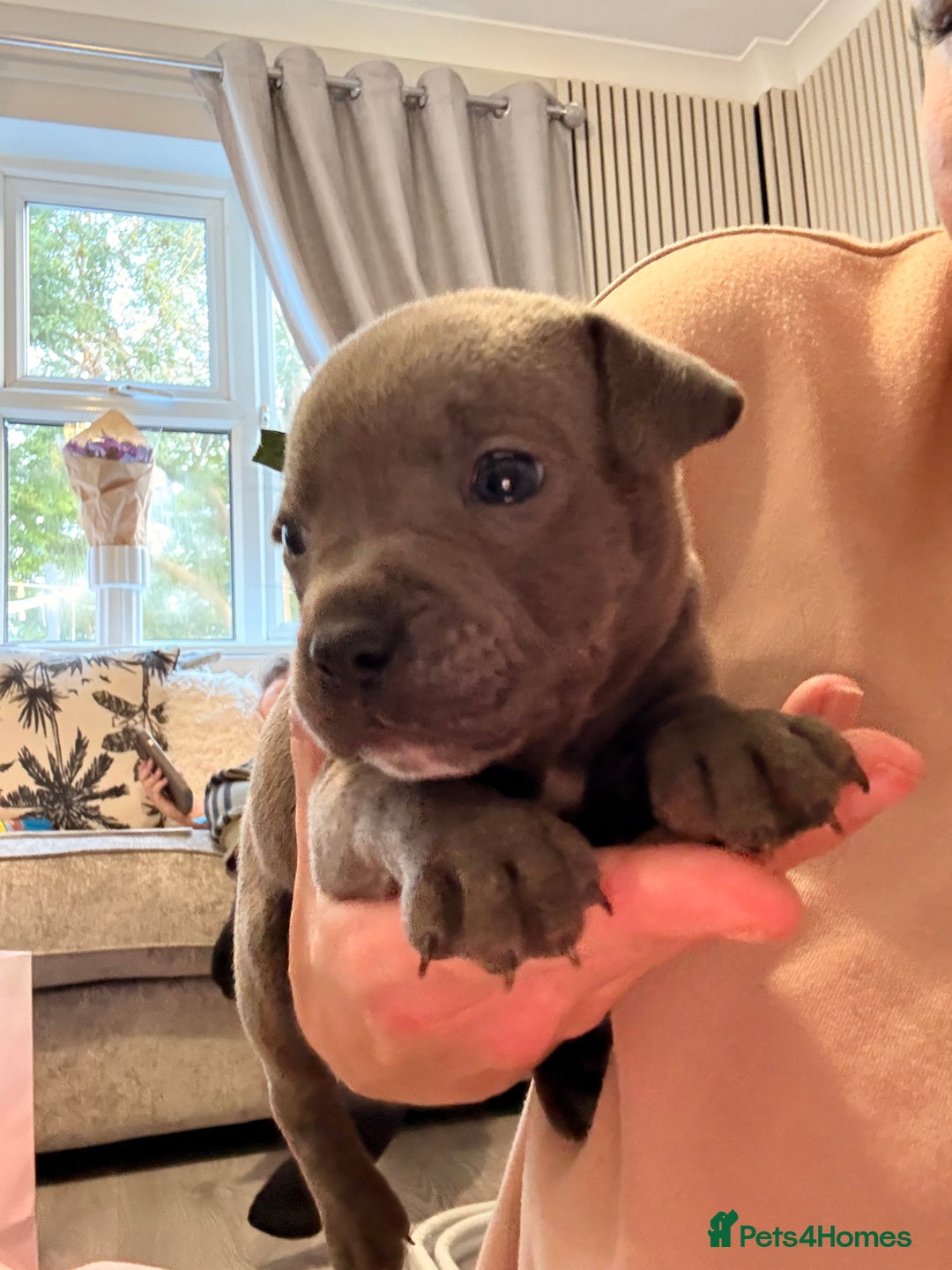 Staffordshire Bull Terrier dogs for sale: 🐾Beautiful chunky Staffies 🐾 - Image 11