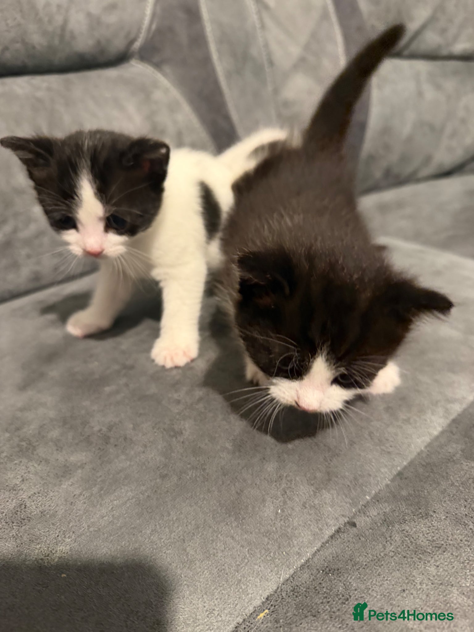 Mixed Breed cats Kittens for sale  - Advert 2