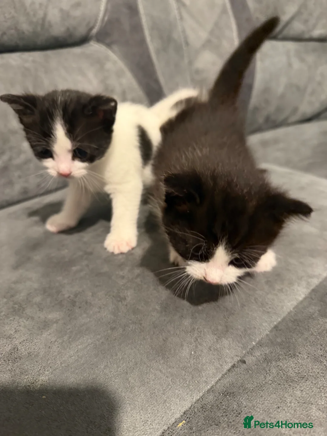 Mixed Breed cats for sale: Kittens for sale  in Hayes - Advert 1