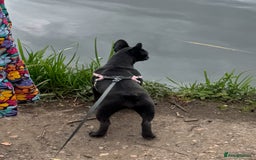 French Bulldog dogs for sale: Adorable French Bulldog Puppy – KC Registered  - Image 9