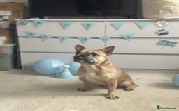 French Bulldog dogs for sale: 2 year old French bulldog for sale - Image 6