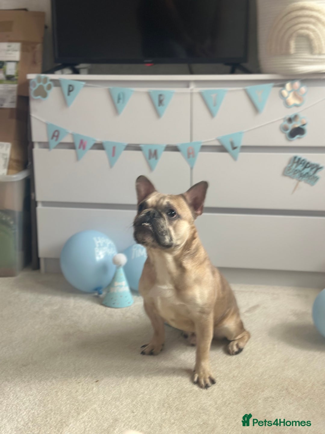 French Bulldog dogs for sale: 2 year old French bulldog for sale - Image 6