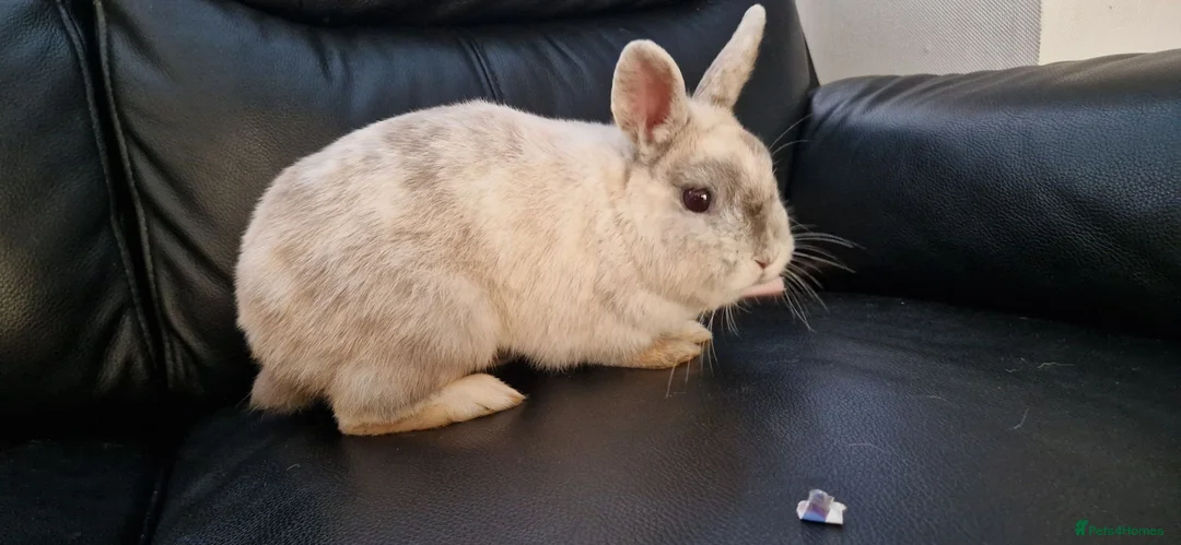 Mixed Breed rabbits for sale: 🐰 Friendly Rabbit – Netherland Dwarf × Dwarf Lop  in Manchester - Advert 2