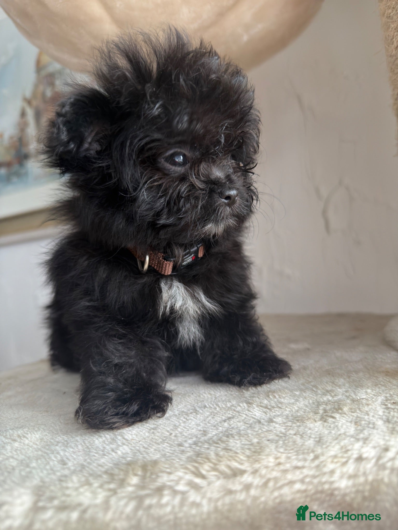 Maltipom dogs Korean maltipom puppies - Advert 5