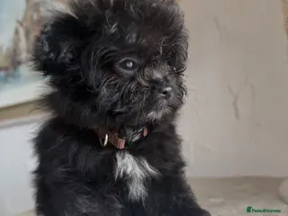 Maltipom dogs Korean maltipom puppies - Advert 1