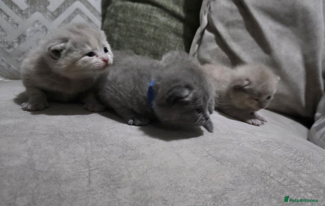 British Shorthair cats for sale: ** LAST ONE LEFT BLUE MALE British Shorthair ** - Advert 7