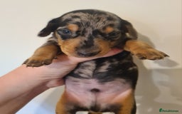 Dachshund dogs for sale: Beautiful Standard Dachshunds  - Image 11