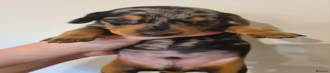 Dachshund Puppy 2