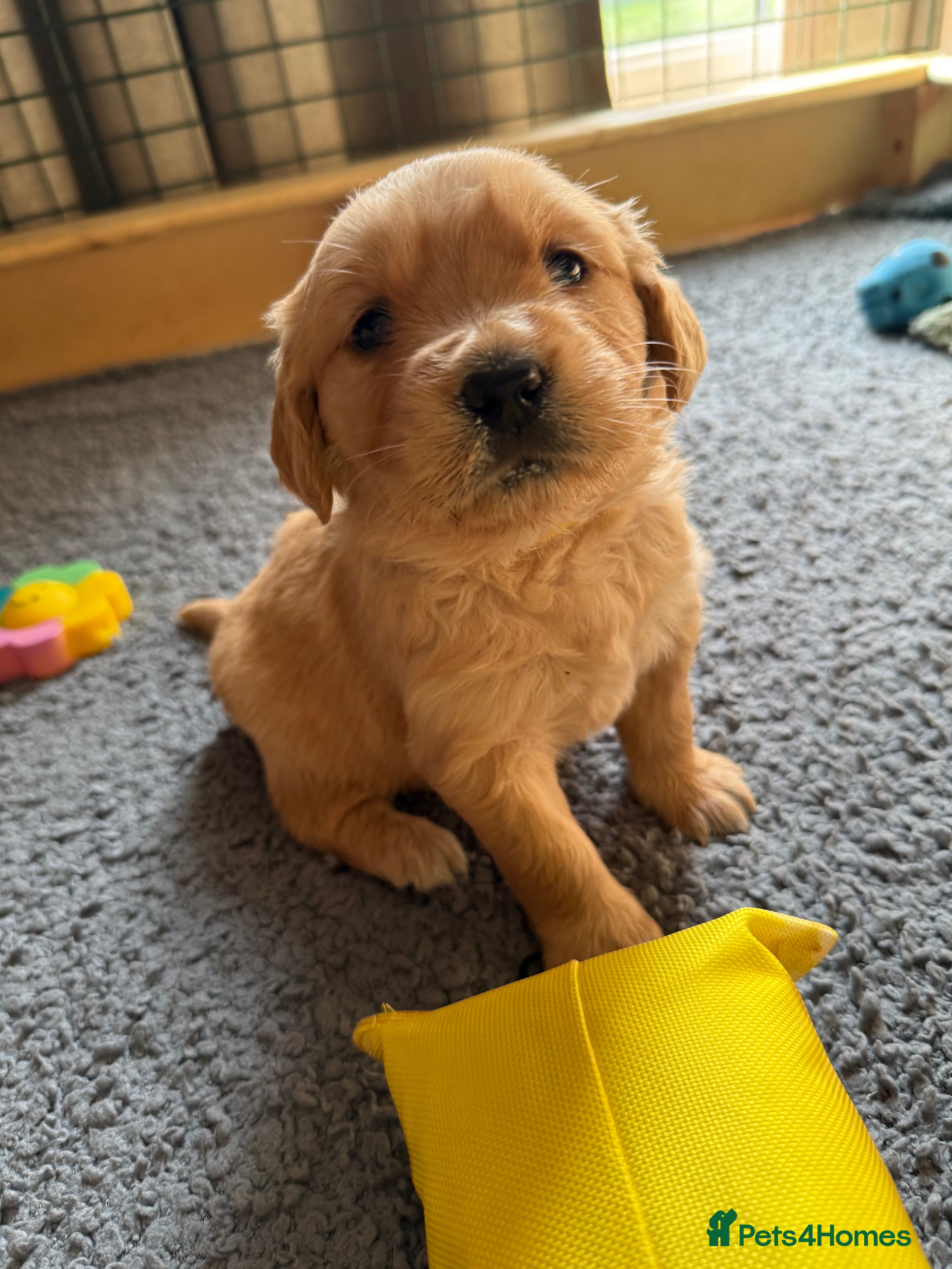 Golden Retriever dogs beautiful golden pups #only 3 boys available# - Advert 1
