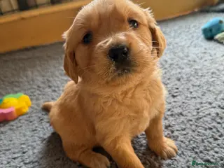 Golden Retriever dogs beautiful golden pups #only 3 boys available# - Advert 1