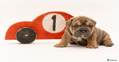 English Bulldog dogs - Advert 14