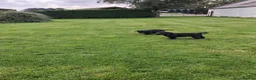 Labrador Retriever dogs for sale: Black Labrador Pups - Advert 7