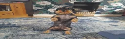 Dachshund dogs for sale: RKC fully health tested Wirehaired Dachshunds. - Advert 3